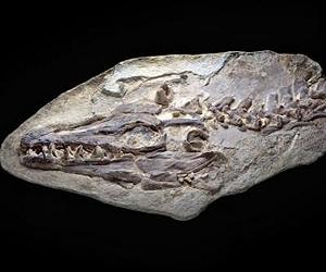 85-Million-Year-Old Sea Monster Re-Explored