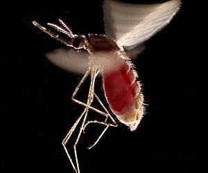 Genetically engineered bacteria prevent mosquitoes from transmitting malaria