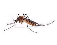 China To Make Cuban Dengue Mosquito Killer