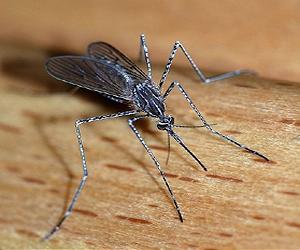 Experts split on global warming, highland malaria