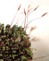Moss In Space Project To Test How Plants Grow Up