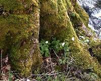 The protective layer of prehistoric land plants
