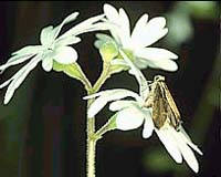 Study Offers A Rare View Of How Species Interactions Evolve