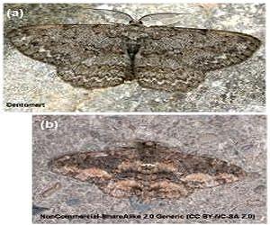 Camouflage of moths: Secrets to invisibility revealed