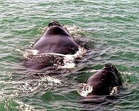 Canada limits crab fishing to save right whales