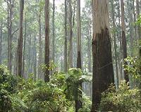 Australian greens hail Tasmanian Wilderness decision