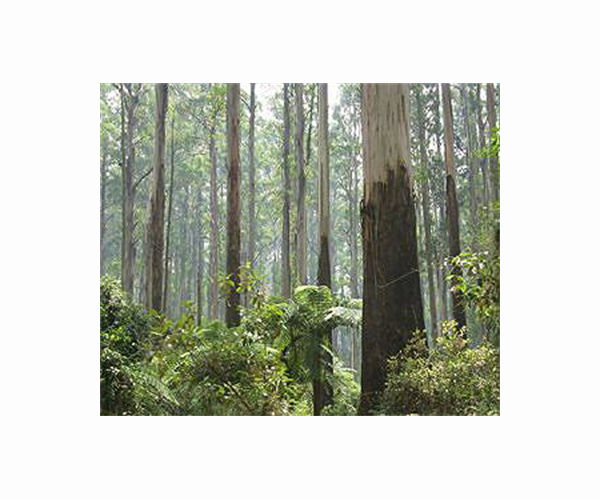 China confirms ban on some Australian timber imports