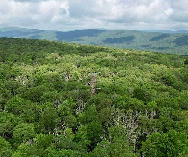 NASA to measure forest health from above