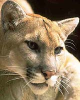 Woman Saved Husband's Life In Lion Attack