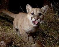 Mountain lions of Santa Monica Mountains are inbreeding and aggressive