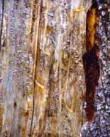 Bug Threatens Canadas Pine Forests Climate Change Blamed