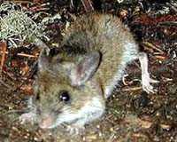 A Man Or A Mouse