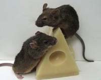Scientists Clone Mice from Adult Skin Stem Cells