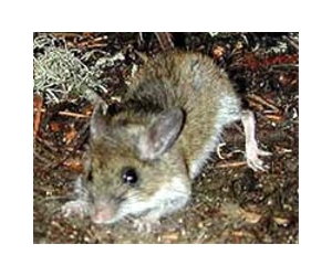 Why A Whiff Of Cats Or Rats Is Scary For Mice