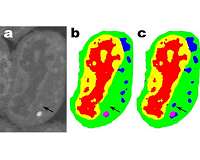 Berkeley Lab 'minimalist machine learning' algorithms analyze images from very little data