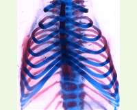 Scientists reveal rules for making ribs