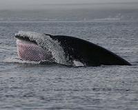 Minke whales lunge 100 times/hour to feed under sea ice
