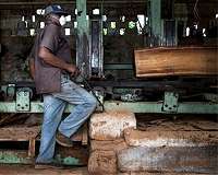 Origin and species: fighting illegal logging with science