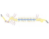 Secrets of human protein interactions unveiled by massive sequencing and coevolution
