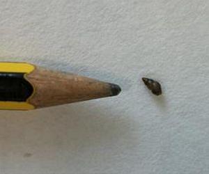 Survival without water: A key trait of an aquatic invader to spread