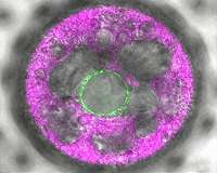 The algae's third eye