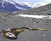 Mummified seals reveal ecological impact of ice change