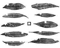 Lilly Pilly fossils reveal snowless Snowy Mountains