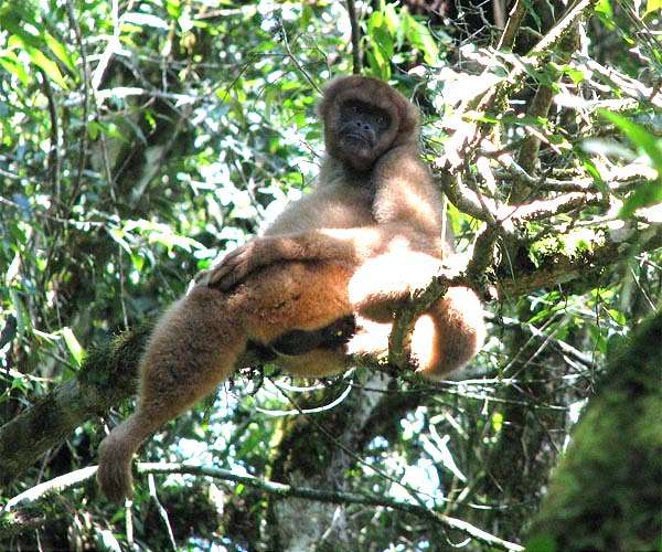 Sri Lanka counts seven million crop-busting monkeys