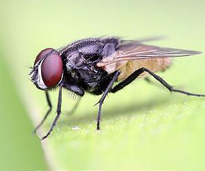 Putting the Common Housefly onto the dinner plate
