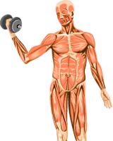 New Light On Muscle Efficiency