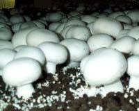 Mushroom Secrets Could Combat Carbon, Enable Better Biofuels And Clean Soil