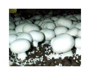 A scientific 'go' for commercial production of vitamin-D enhanced mushrooms