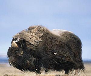Humans and Climate Contributed to Extinctions of Large Ice-Age Mammals