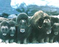 Soothsayers see no bull run in Year of Ox