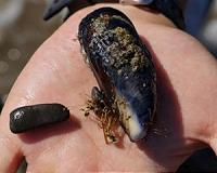 A sticky breakthrough makes for practical underwater glue