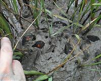 Mussel flexing: Bivalve save drought-stricken marshes