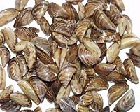 'Biobullets' Fight Harmful Mussels