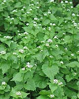 Annual Plants May Cope With Global Warming Better Than Long-Living Species