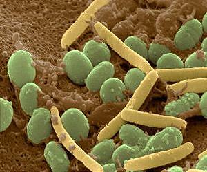 Policing stops cheaters from dominating groups of cooperative bacteria