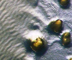 Predatory bacterial crowdsourcing
