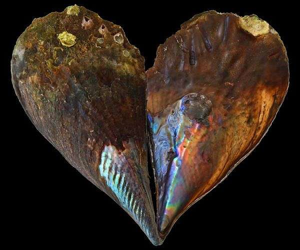 Defects aid mother-of-pearl's assembly, according to new research