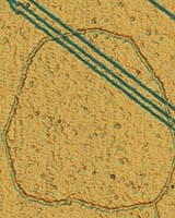 Molecular Chains Line Up To Form Protopolymer