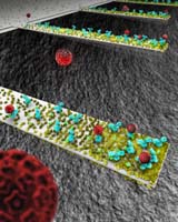 Scientists Study Nanocantilevers