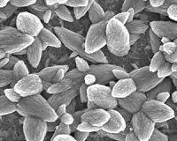 Monitoring positive charges in solar materials