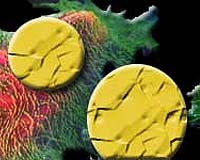 Nanoshells Simultaneously Detect And Destroy Cancerous Cells