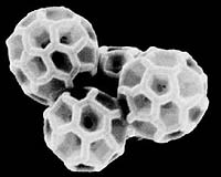 Cornell Researchers Create DNA Buckyballs For Drug Delivery