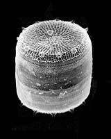 Scientists Learning To Create Nanomaterials Based On Micro-Algae Patterns