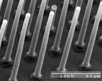 Carbon Nanotubes Made To Stick Like Gecko's Foot