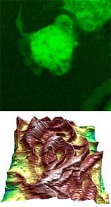 UC Davis' Spectral Imaging Facility Brings New Focus To Nanotech