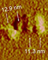 Protein 'Nanosprings' Most Resilient Found In Nature